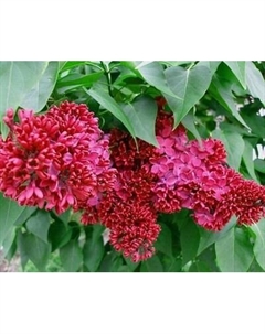 Саженец кустарника Красный клен Сирень обыкновенная Красная Москва