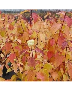 Саженец кустарника Красный клен Дерен крово-красный Winter beauty