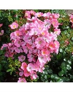 Саженец цветка Красный клен Роза миниатюрная Почвопокровная Mel Bee