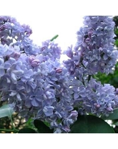 Саженец кустарника Красный клен Сирень обыкновенная President Grevy