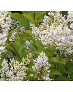 Саженец кустарника Красный клен Бирючина обыкновенная Melback