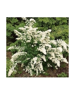 Саженец кустарника Красный клен Спирея ниппонская White Carpet