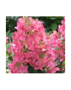 Саженец кустарника Красный клен Гортензия метельчатая Mega Mindy 40-60