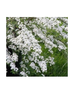 Саженец кустарника Красный клен Спирея серая Graciosa