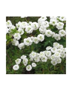 Саженец кустарника Красный клен Спирея сливолистная