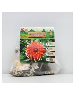 Георгина Кактусовидная «Колор Спектакль», клубнелуковица в упаковке, р-р I, 1 шт. Сады дедушки никиты