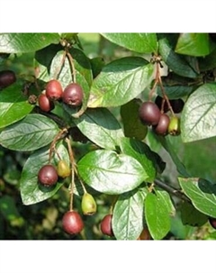 Саженец кустарника Красный клен Кизильник блестящий