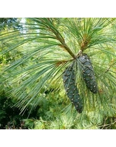 Саженец дерева Красный клен Сосна гималайская