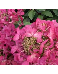 Саженец кустарника Красный клен Гортензия метельчатая Petite Flori