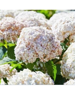 Саженец кустарника Красный клен Гортензия древовидная Candybelle Bubblegum