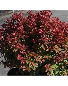 Саженец кустарника Красный клен Барбарис тунберга Red Compact