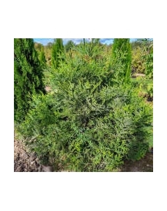 Саженец кустарника Красный клен Туевик долотовидный