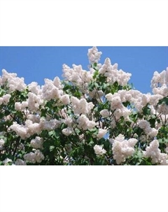 Саженец кустарника Красный клен Сирень обыкновенная Память о Колесникове