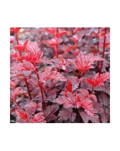 Саженец кустарника Красный клен Пузыреплодник калинолистный Lady in Red