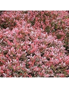 Саженец кустарника Красный клен Барбарис тунберга Atropurpurea Nana