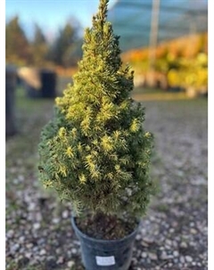 Саженец дерева Красный клен Ель канадская Sun on the Sky