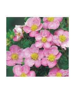 Саженец кустарника Красный клен Лапчатка кустарниковая New Dawn