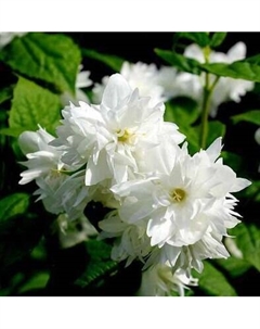 Саженец кустарника Красный клен Чубушник гибридный Dame Blanche