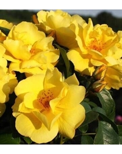 Саженец цветка Красный клен Роза флорибунда Lemon Fizz