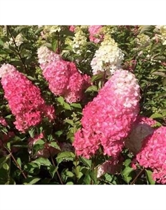 Саженец кустарника Красный клен Гортензия метельчатая Fraise Melba Renba