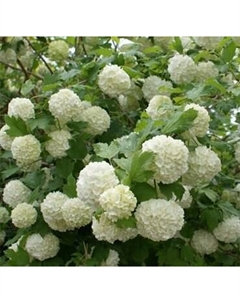 Саженец кустарника Красный клен Калина обыкновенная Roseum