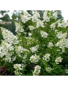 Саженец кустарника Красный клен Гортензия метельчатая Kyushu