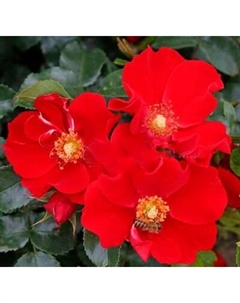 Саженец цветка Красный клен Роза миниатюрная Почвопокровная Alexander von Humboldt