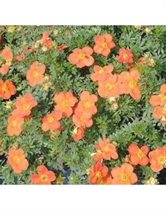 Саженец кустарника Красный клен Лапчатка кустарниковая Red Ace