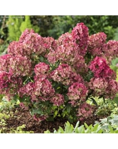 Саженец кустарника Красный клен Гортензия метельчатая Petite Star