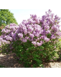 Саженец кустарника Красный клен Сирень обыкновенная Belle de Nancy