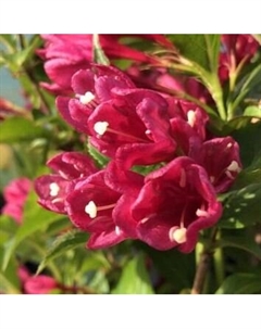 Саженец кустарника Красный клен Вейгела Big Love