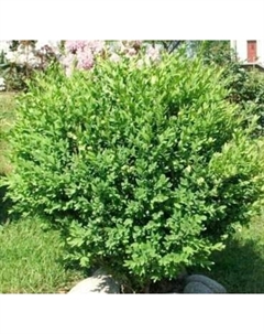 Саженец кустарника Красный клен Самшит вечнозеленый