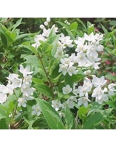 Саженец кустарника Красный клен Дейция изящная