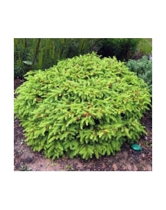 Саженец кустарника Красный клен Ель обыкновенная Nidiformis