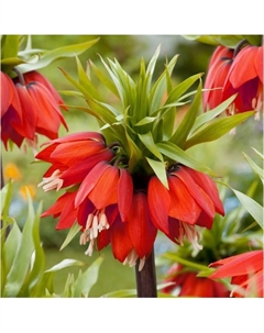 Рябчик императорский Рубра максима, 20/24 р-р, 1 шт, 120 h(см), Осень 2025 Поиск