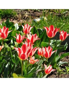 Тюльпан Грейга Серано, 11/12 р-р, 10 шт, 25 h(см), Осень 2025 Поиск