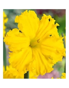 Нарцисс с расщепленной коронкой «Голд Диск», 12/14 р-р, 5 шт., 40 h(см), Осень 2025 Поиск