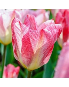 Тюльпан Фостера Флейминг Пуриссима, 10/11 р-р, 10 шт, 35 h(см), Осень 2025 Поиск