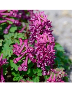 Хохлатка плотная Пёпл Бёрд, 6/+ р-р, 5 шт, 20 h(см), Осень 2025 Поиск