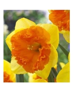 Нарцисс крупнокорончатый «Корсаж», 12/14 р-р, 3 шт., 35 h(см), Осень 2025 Поиск