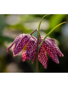 Рябчик шахматный смесь, 6/+ р-р, 10 шт, 30-50 h(см), Осень 2025 Поиск