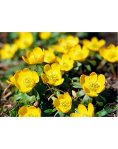 Весенник (Эрантис) зимующий, I р-р, 10 шт, 10 h(см), Осень 2025 Поиск