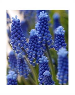 Мускари армянский «Дак Айз», 6/7 р-р, 10 шт., 15-20 h(см), Осень 2025 Поиск