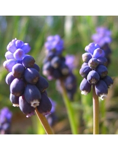 Мускари «Неглектум», 5/+ р-р, 10 шт., 10-20 h(см), Осень 2025 Поиск