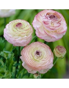 Ранункулюс Баттерфляй Аид, I р-р, 1 шт., 75-80 h(см), Осень 2025 Поиск