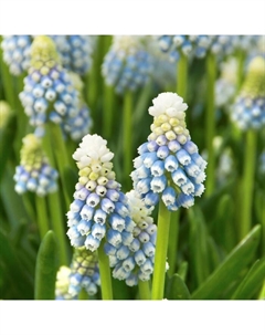 Мускари армянский «Маунтин Леди», 7/8 р-р, 10 шт., 15-22 h(см), Осень 2025 Поиск