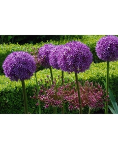 Лук декоративный Пинбол Уизард, 18/20 р-р, 1 шт, 90 h(см), Осень 2025 Поиск