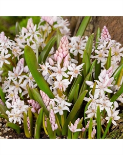 Пролеска двулистная Розея, 4/5 р-р, 10 шт, 15 h(см), Осень 2025 Поиск