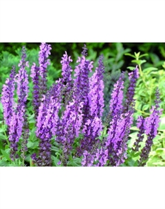 Сальвия дубравная (Шалфей) Вайлеткенигин, I р-р, 1 шт, 40 h(см), Осень 2025 Поиск