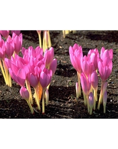 Крокус прекрасный Кочи (Зонатус), 7/8 р-р, 10 шт, 10-15 h(см), Осень 2025 Поиск